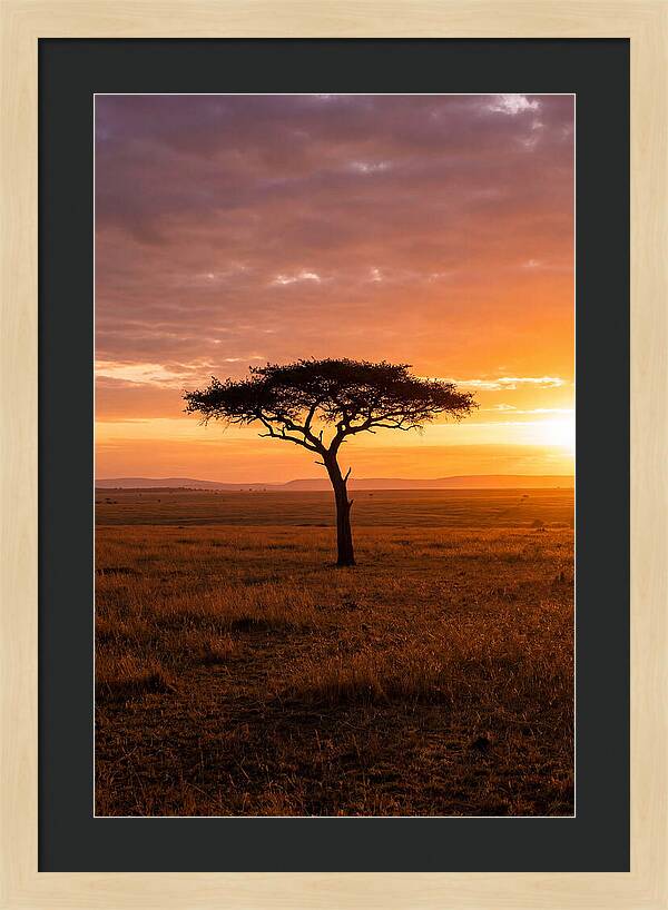 Lone Acacia Tree At Sunrise