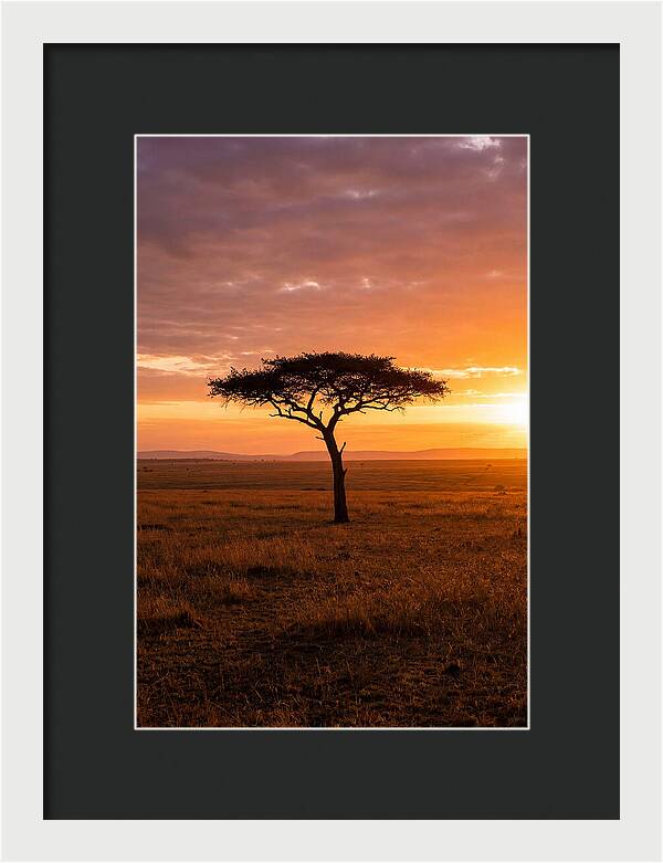 Lone Acacia Tree At Sunrise