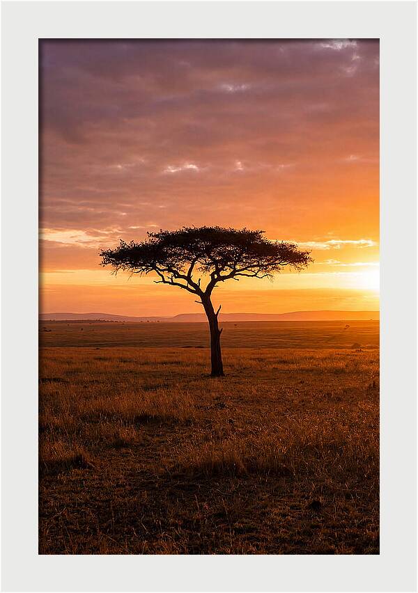 Lone Acacia Tree At Sunrise