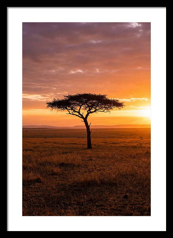 Lone Acacia Tree At Sunrise