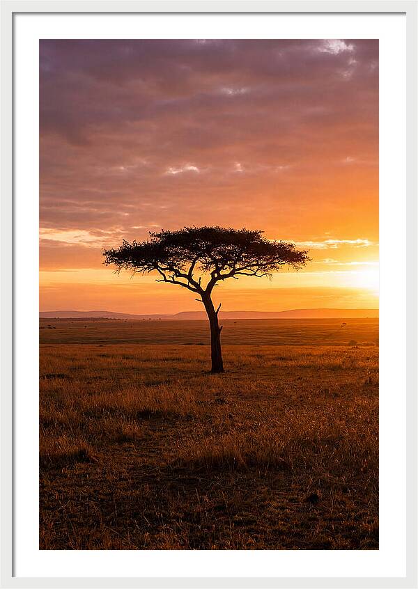 Lone Acacia Tree At Sunrise