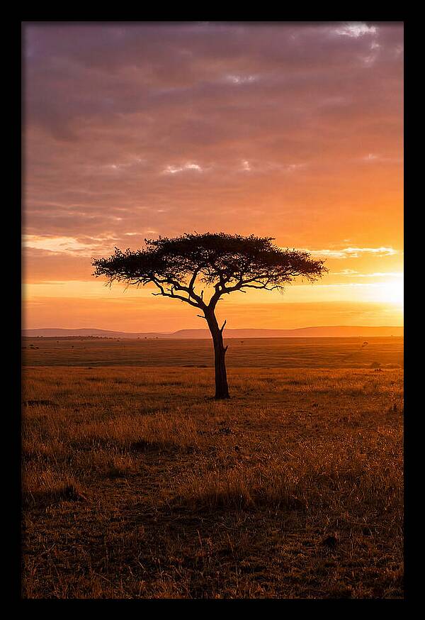 Lone Acacia Tree At Sunrise
