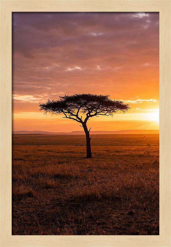 Lone Acacia Tree At Sunrise