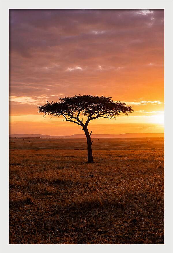 Lone Acacia Tree At Sunrise