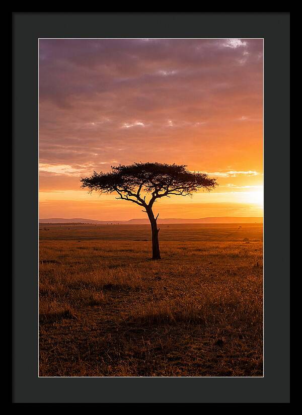 Lone Acacia Tree At Sunrise