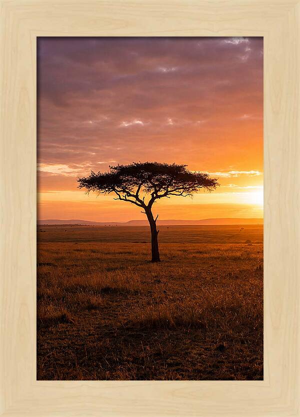 Lone Acacia Tree At Sunrise
