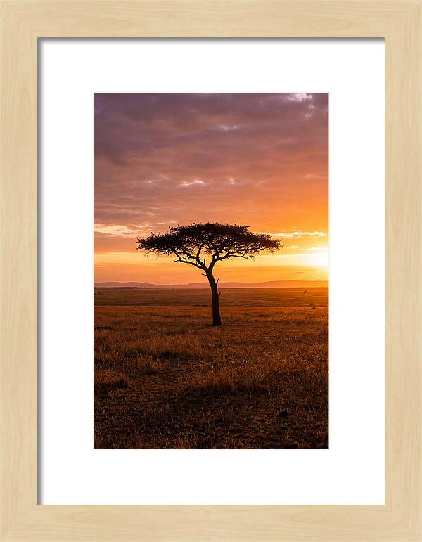 Lone Acacia Tree At Sunrise