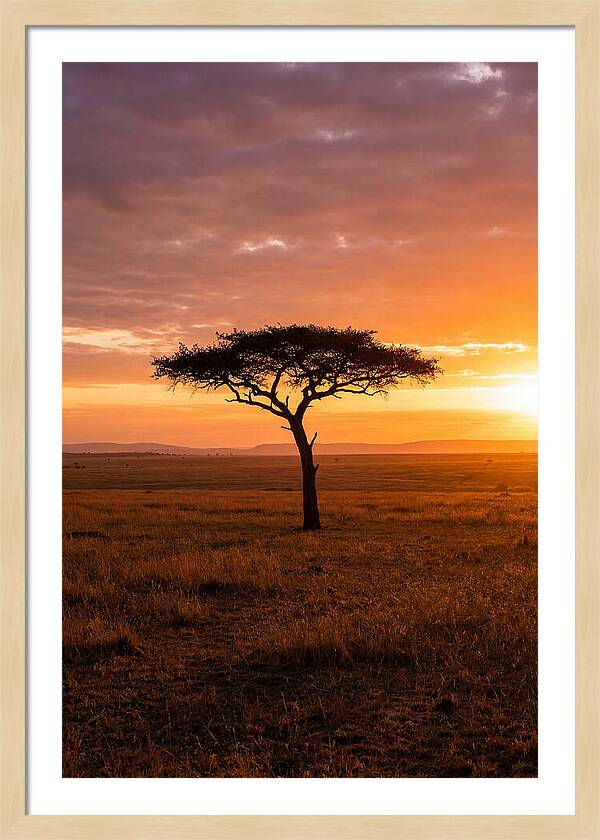 Lone Acacia Tree At Sunrise
