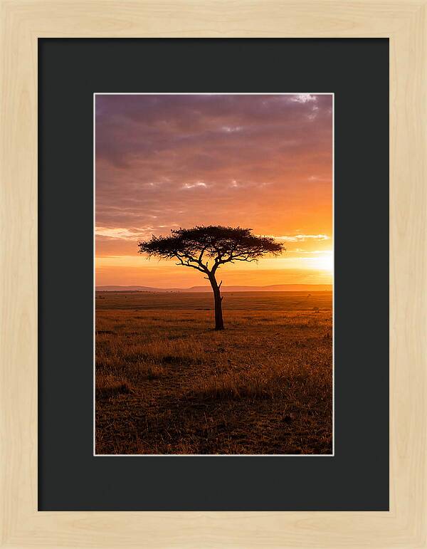 Lone Acacia Tree At Sunrise