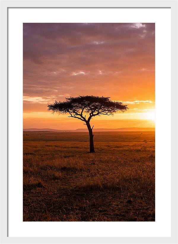 Lone Acacia Tree At Sunrise
