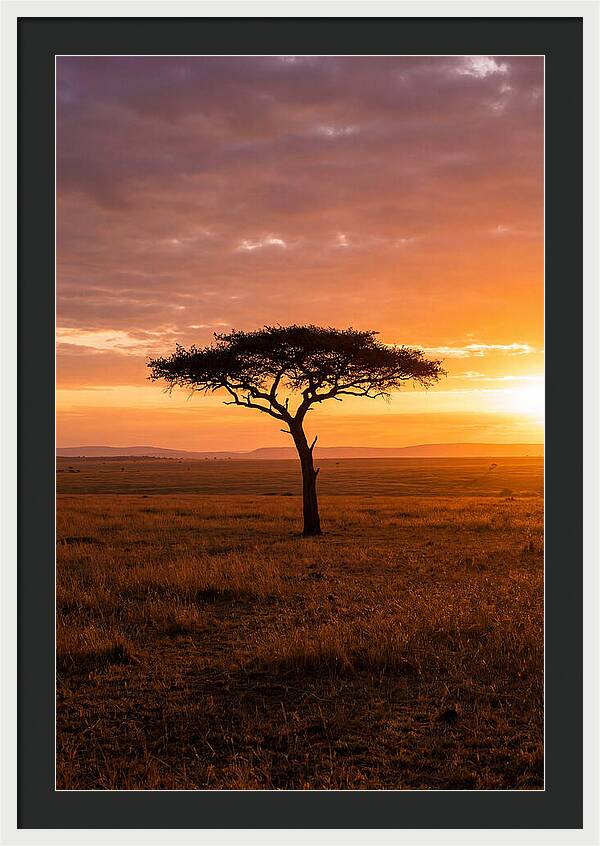 Lone Acacia Tree At Sunrise