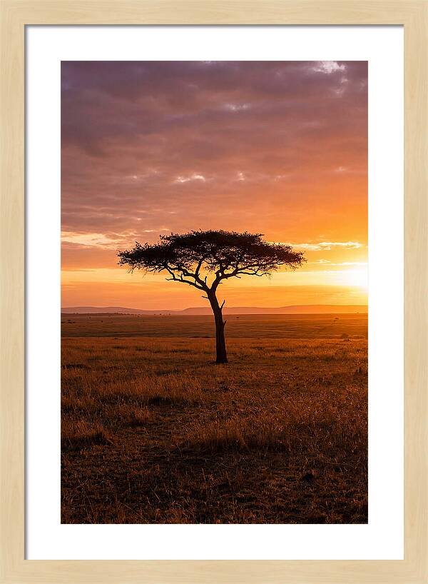 Lone Acacia Tree At Sunrise
