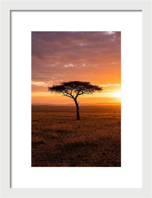 Lone Acacia Tree At Sunrise
