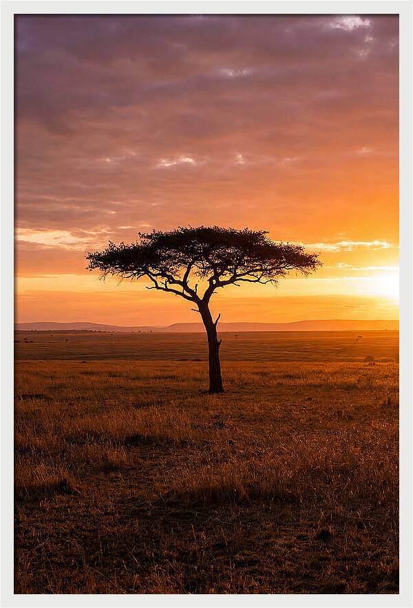 Lone Acacia Tree At Sunrise