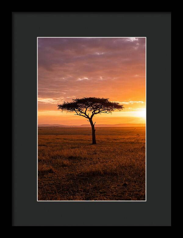 Lone Acacia Tree At Sunrise