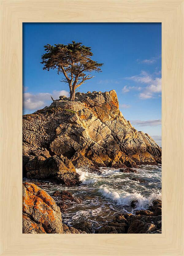 Lone Cypress At Pebble Beach