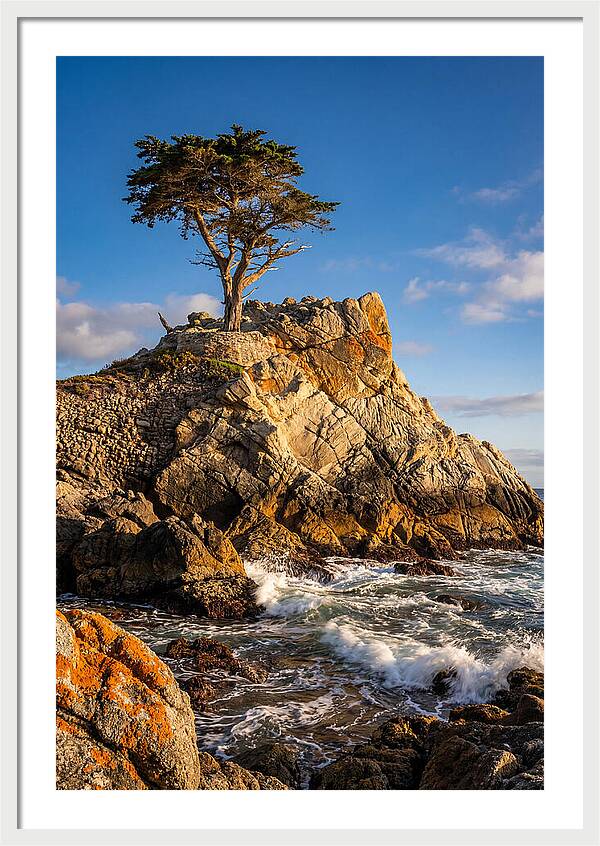 Lone Cypress At Pebble Beach