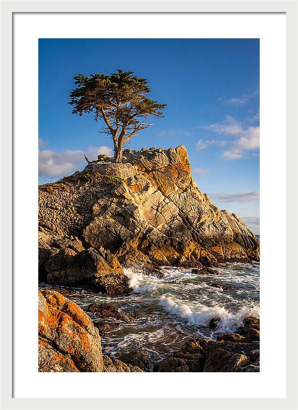 Lone Cypress At Pebble Beach