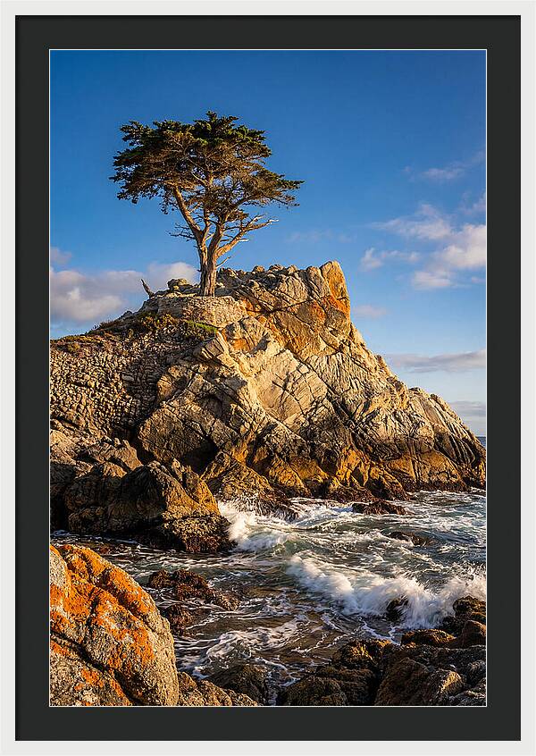 Lone Cypress At Pebble Beach
