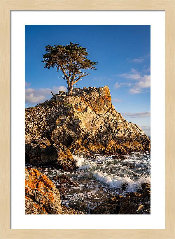 Lone Cypress At Pebble Beach