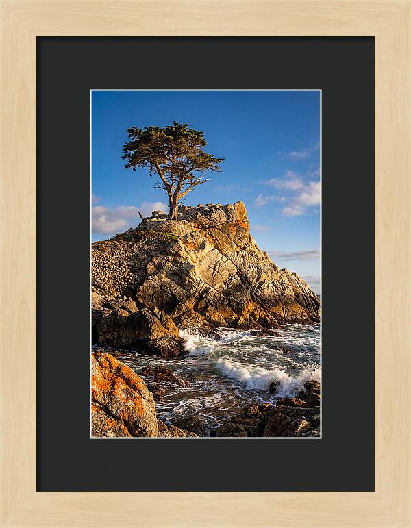 Lone Cypress At Pebble Beach