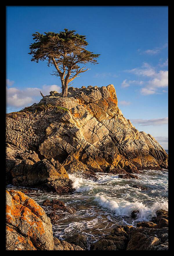 Lone Cypress At Pebble Beach
