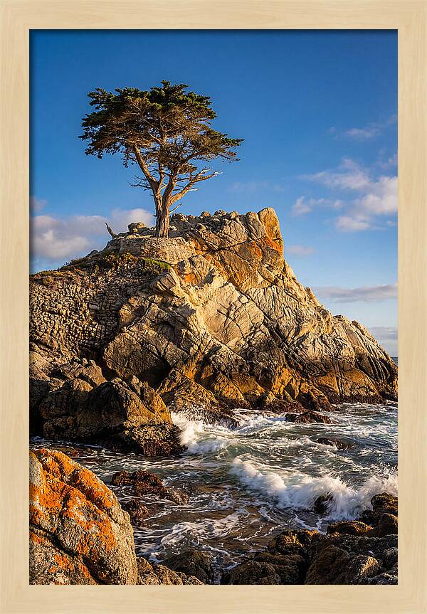 Lone Cypress At Pebble Beach