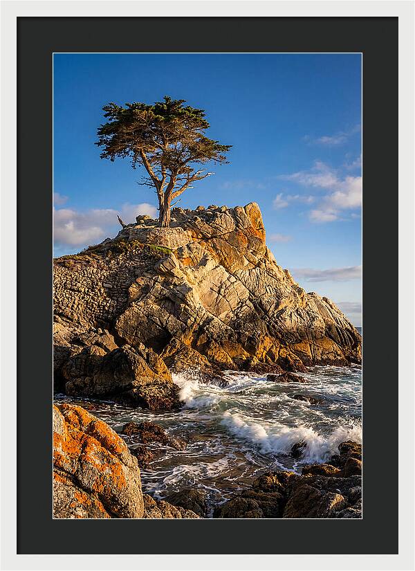 Lone Cypress At Pebble Beach