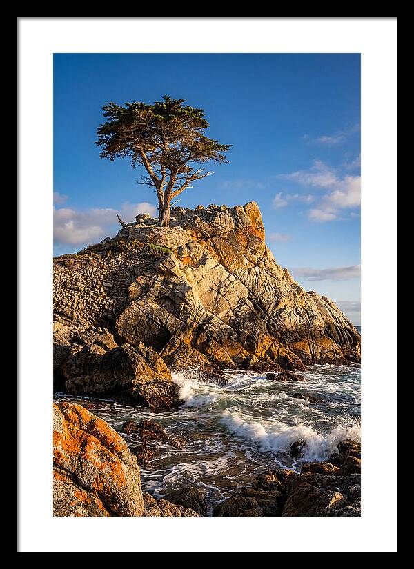 Lone Cypress At Pebble Beach