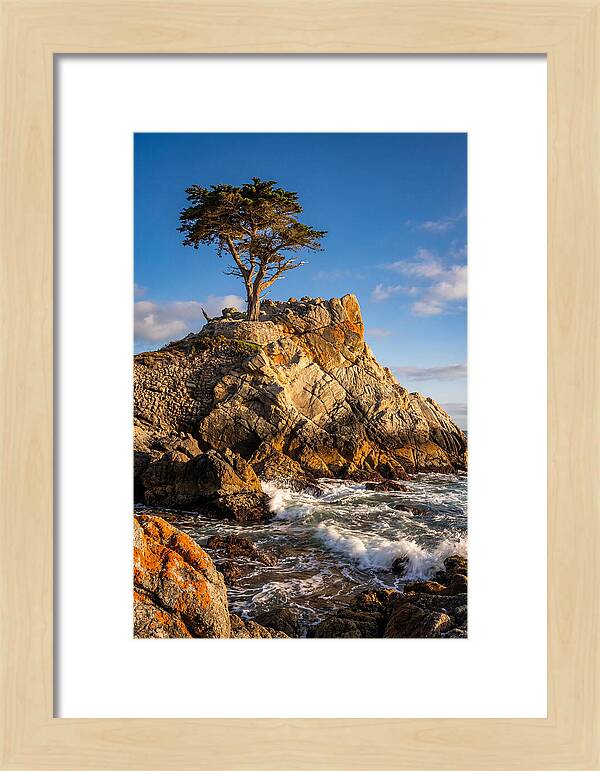 Lone Cypress At Pebble Beach