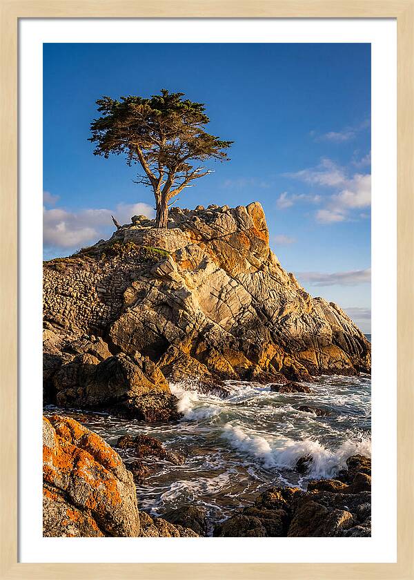 Lone Cypress At Pebble Beach