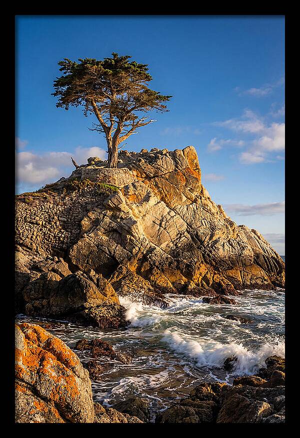 Lone Cypress At Pebble Beach