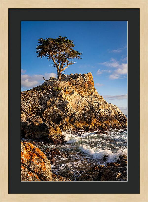 Lone Cypress At Pebble Beach