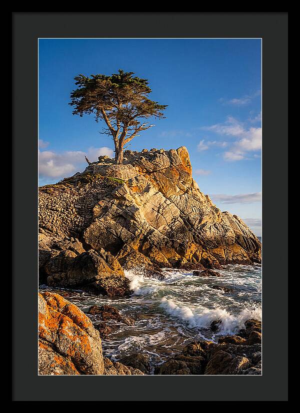 Lone Cypress At Pebble Beach