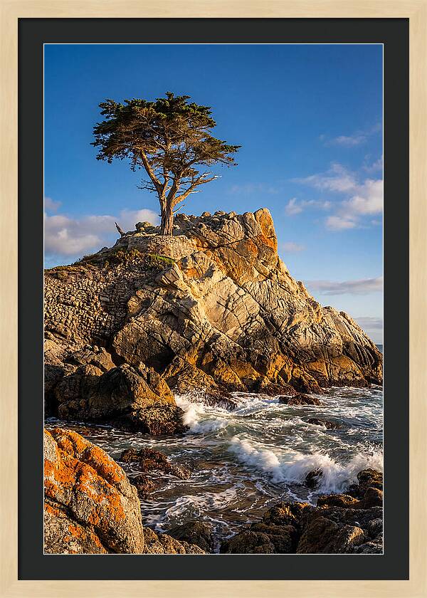 Lone Cypress At Pebble Beach