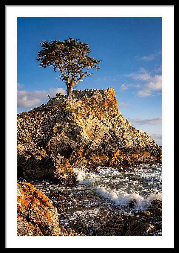 Lone Cypress At Pebble Beach