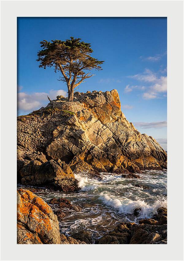 Lone Cypress At Pebble Beach
