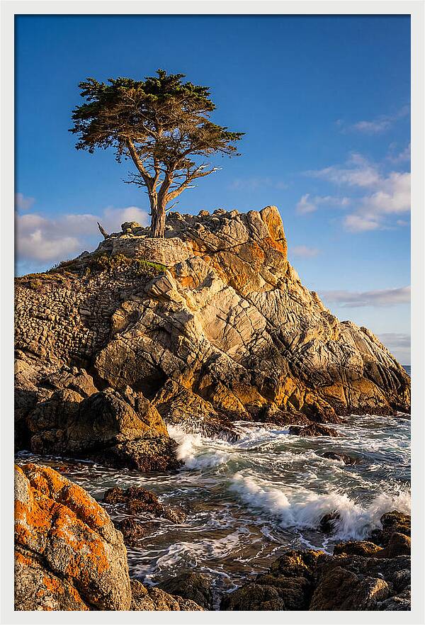 Lone Cypress At Pebble Beach
