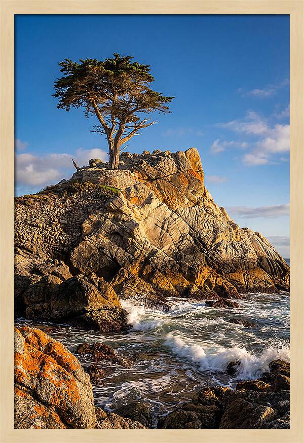 Lone Cypress At Pebble Beach