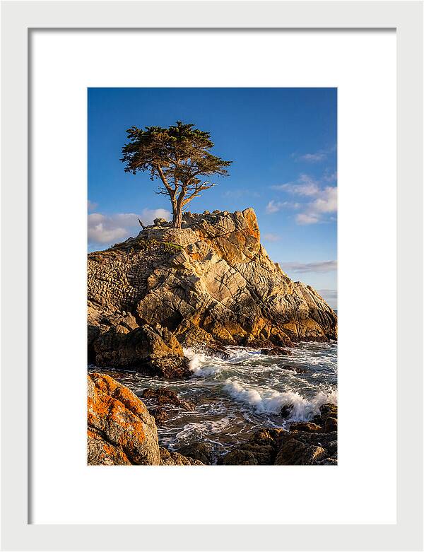 Lone Cypress At Pebble Beach