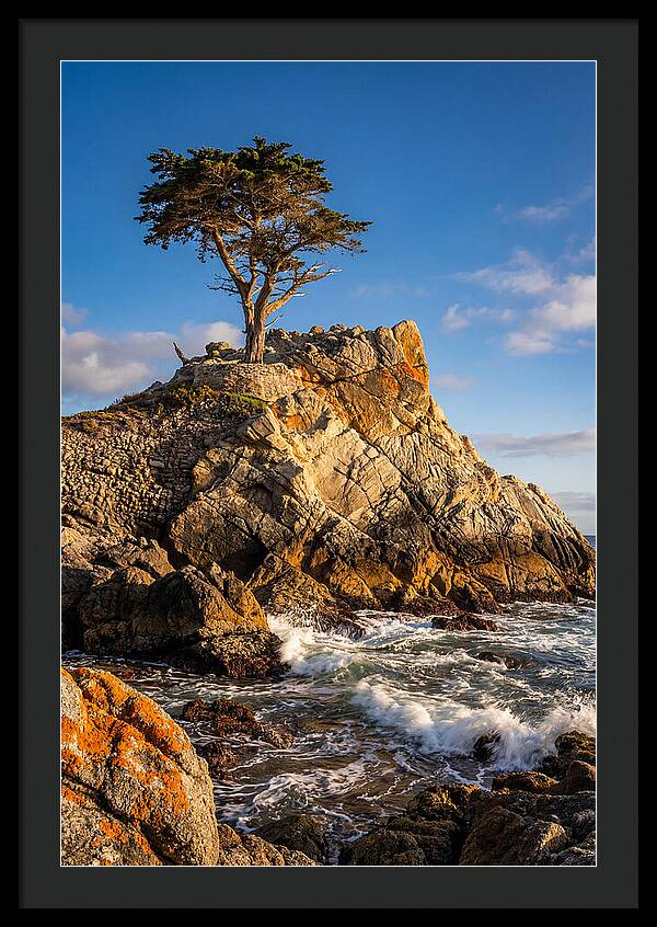Lone Cypress At Pebble Beach