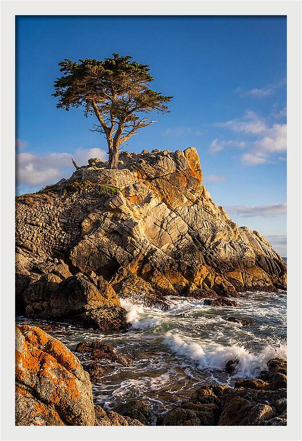 Lone Cypress At Pebble Beach