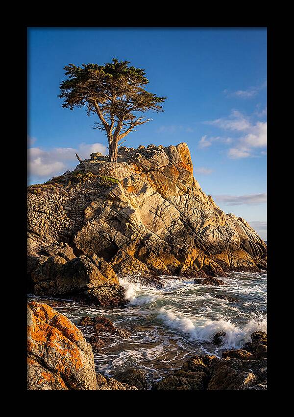 Lone Cypress At Pebble Beach