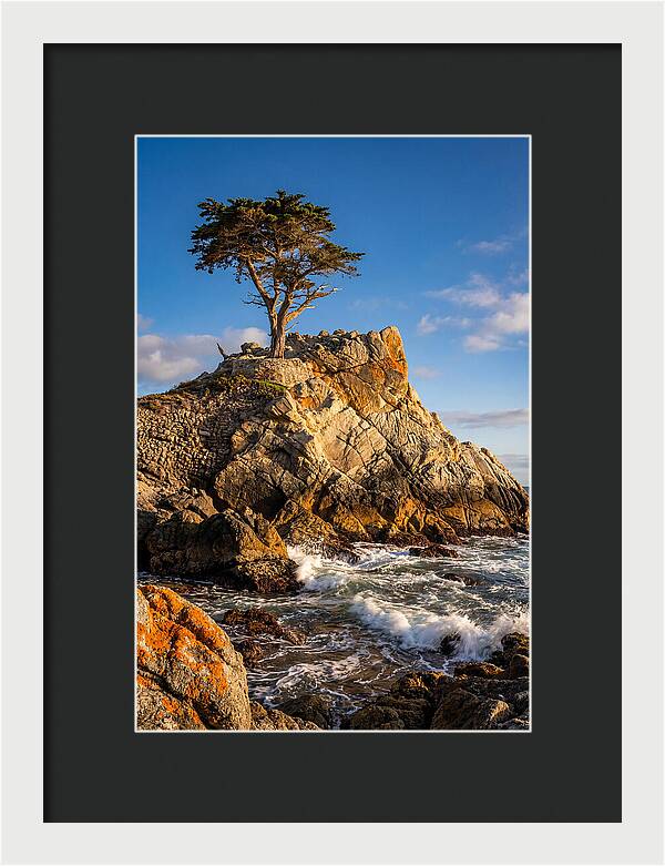 Lone Cypress At Pebble Beach