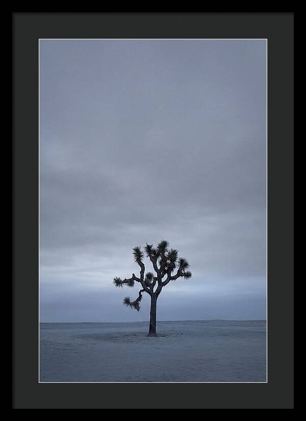 Lone Joshua Tree Under Stars
