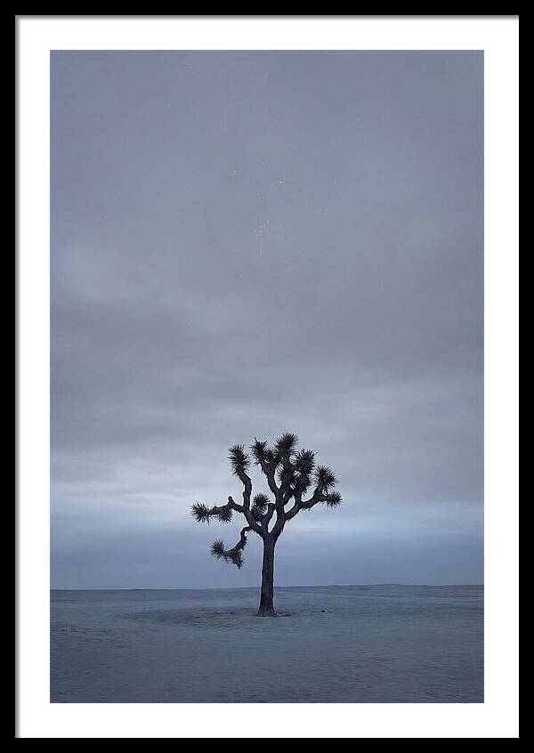 Lone Joshua Tree Under Stars
