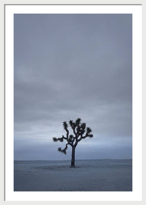 Lone Joshua Tree Under Stars