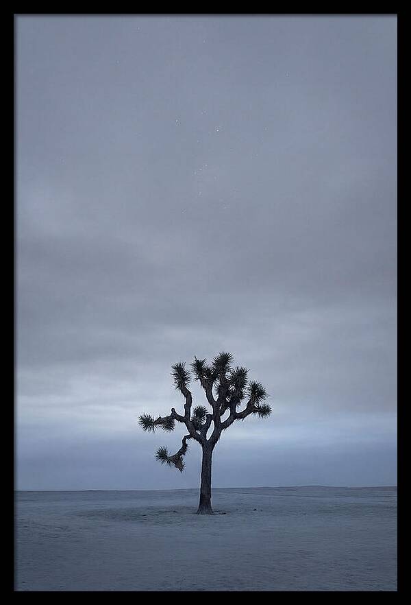 Lone Joshua Tree Under Stars