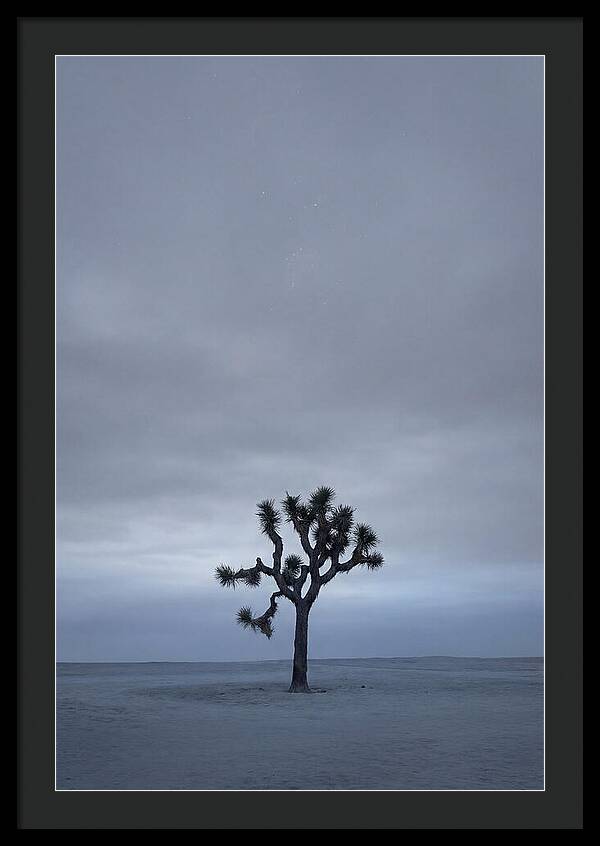 Lone Joshua Tree Under Stars