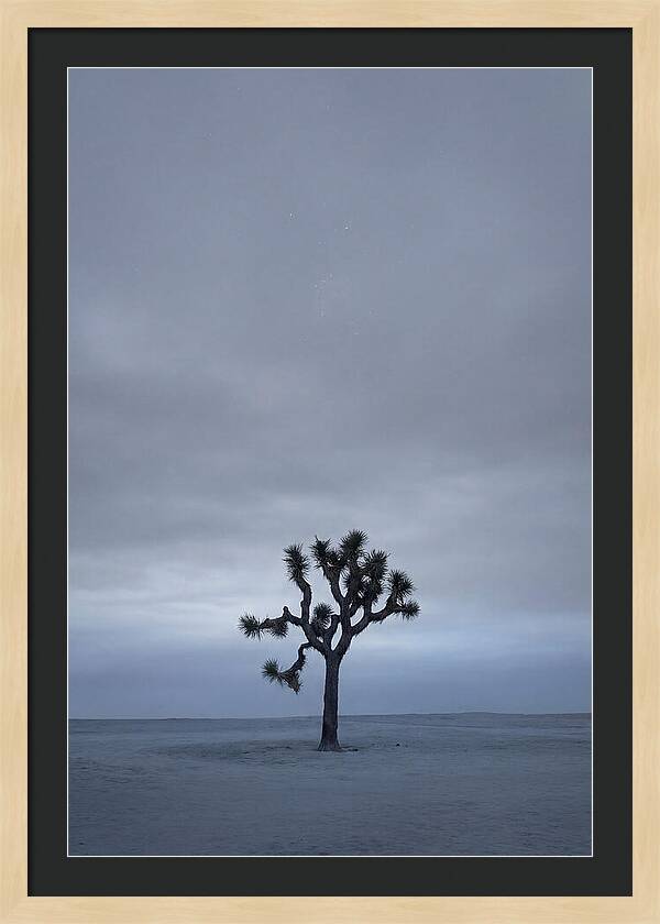 Lone Joshua Tree Under Stars